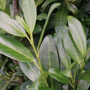 QuickHedge Laurierhaag 'Herbergii' blad